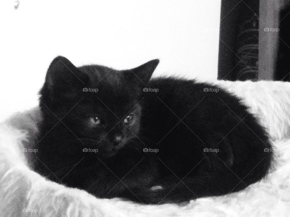 black cat cute pet by lemonique