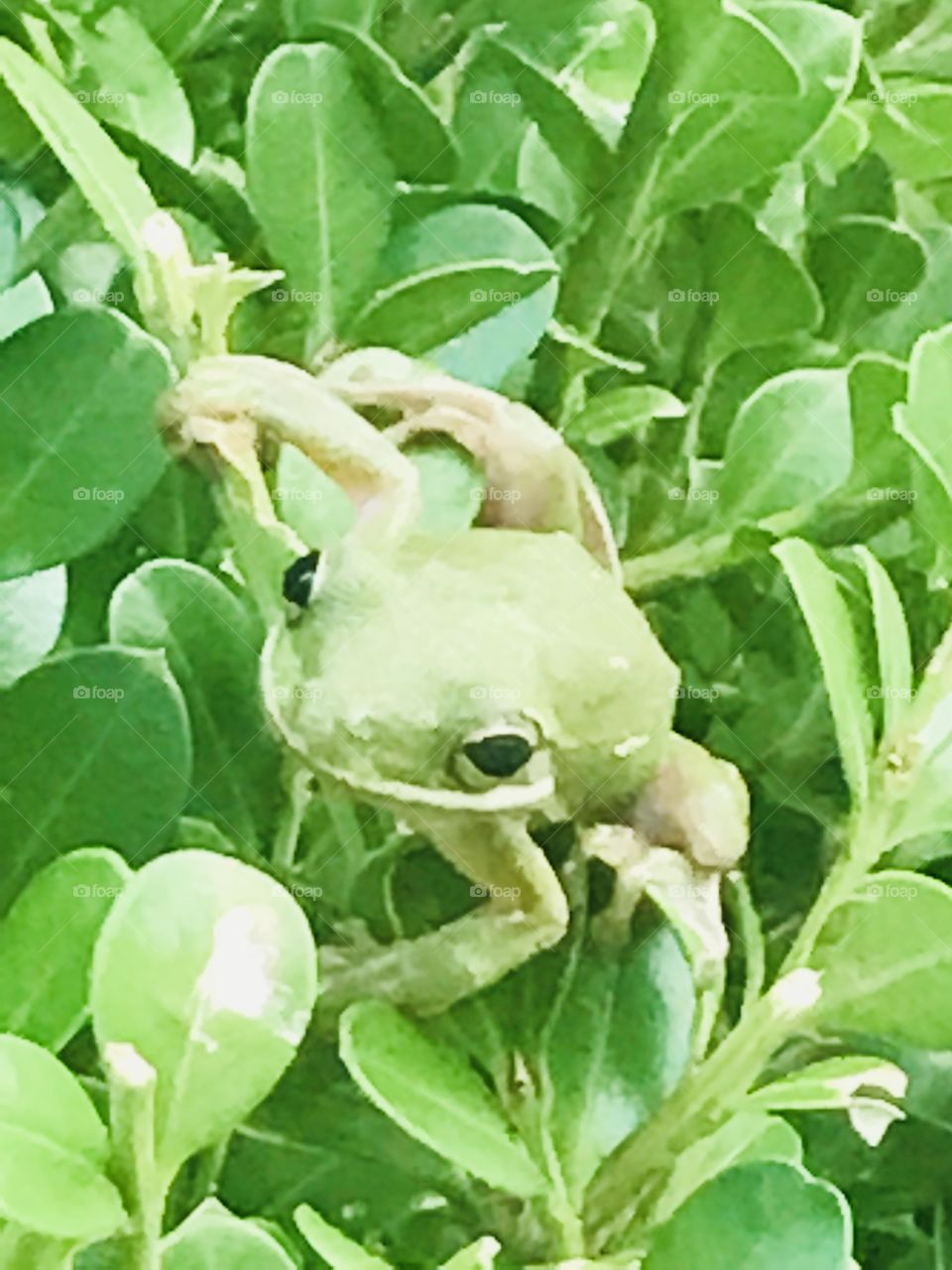A well hidden frog is perfectly camouflaged in his green surroundings on this leafy bush. 