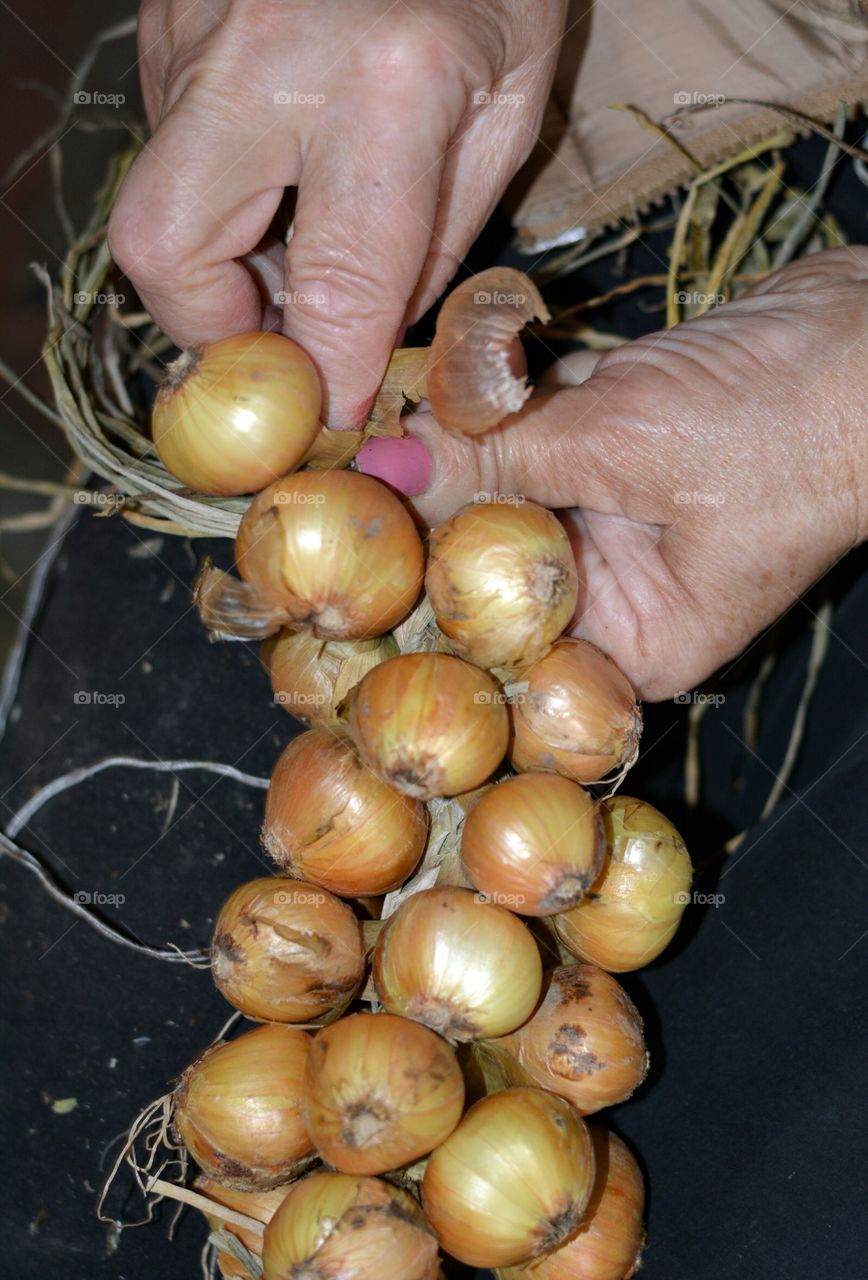 onions autumn harvest in the female hands work