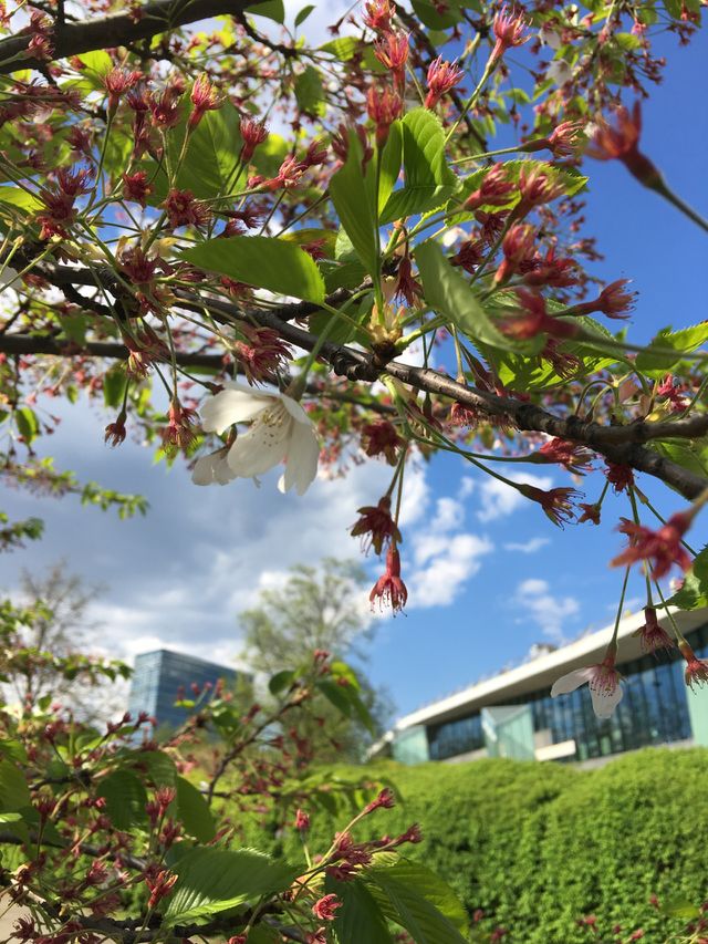 Cherry blossom