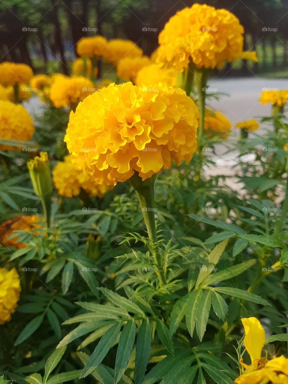 marigold
