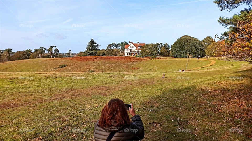 Lady taking a picture of pheasant and Tranmer House, Sutton Hoo, England