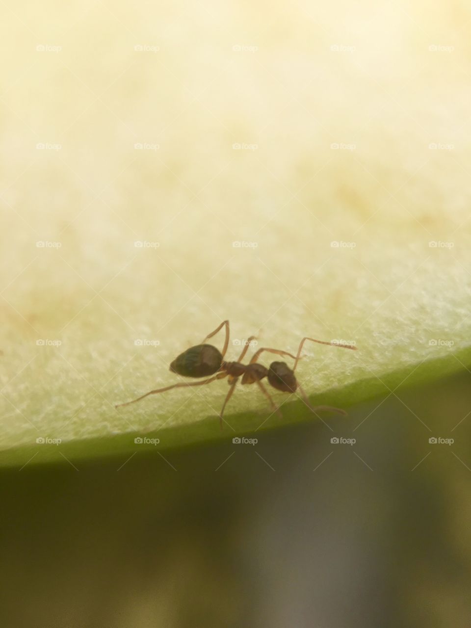 Ants working on an apple