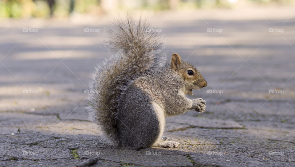 Cute squirrel with nut