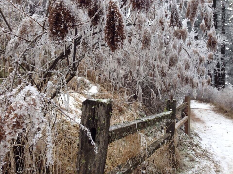 Frosted Fence