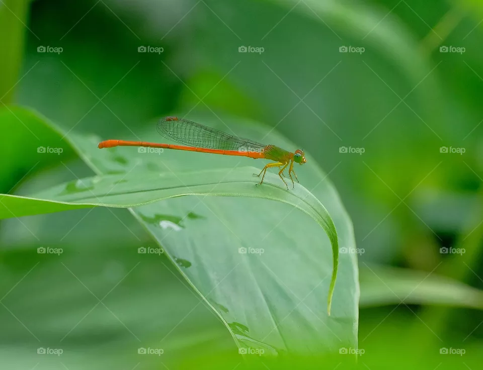 red damselfly