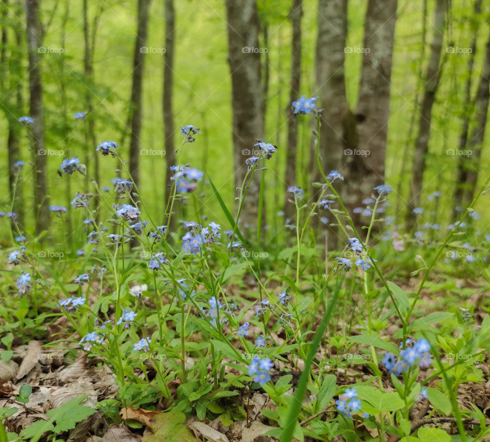 Enchanted spring forest