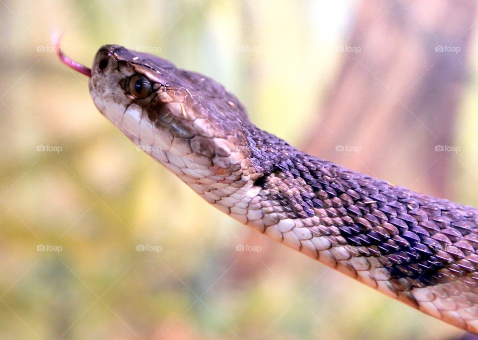 Danger Close. Water Moccasins are very common in Florida. They very dangerous and territorial snakes. They are also known as Cottonmouth. Turn around start running if you see one! 