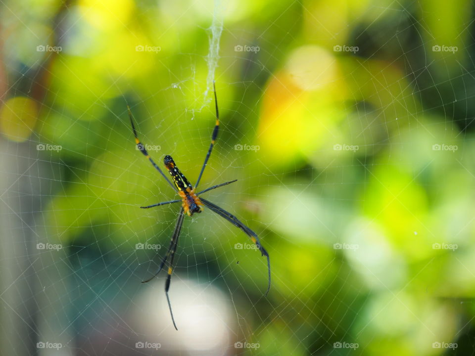 Spider, Insect, Arachnid, Nature, Spiderweb