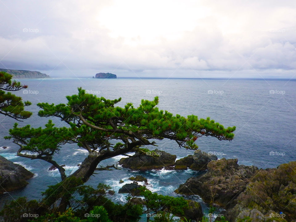 ocean blue white tree by hugo