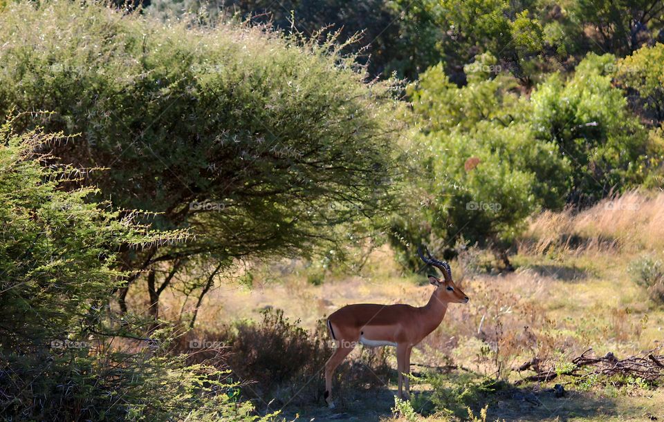 Impala hiding from the summer sun in the shade of n thornbush