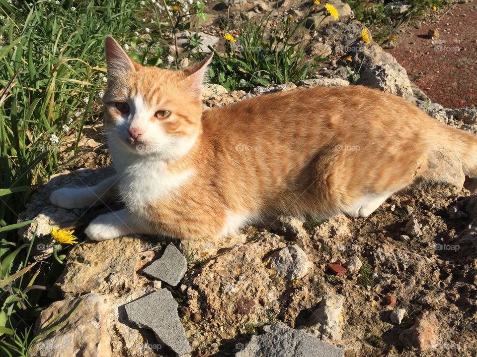 Cat/ kitten lying in the sun 