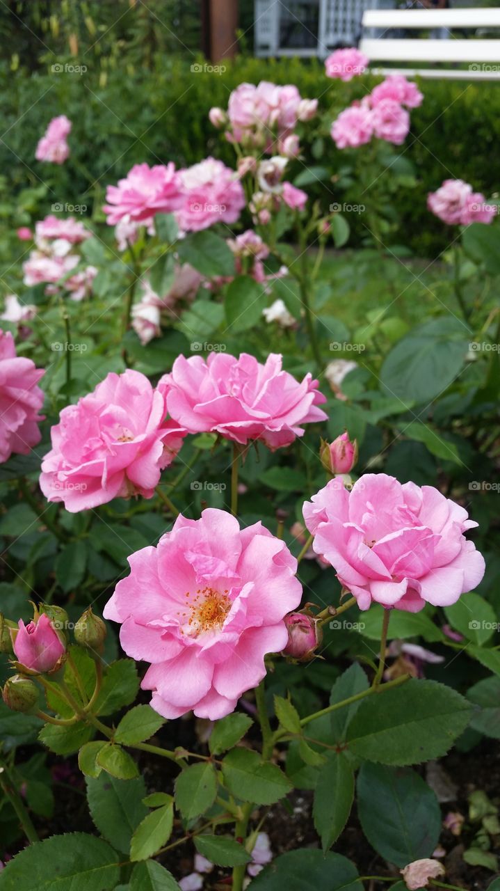 pink roses in a park