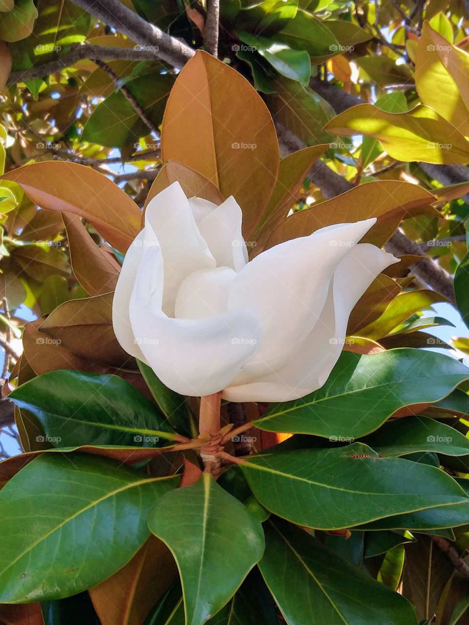 white flower