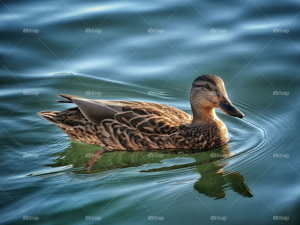 Duck