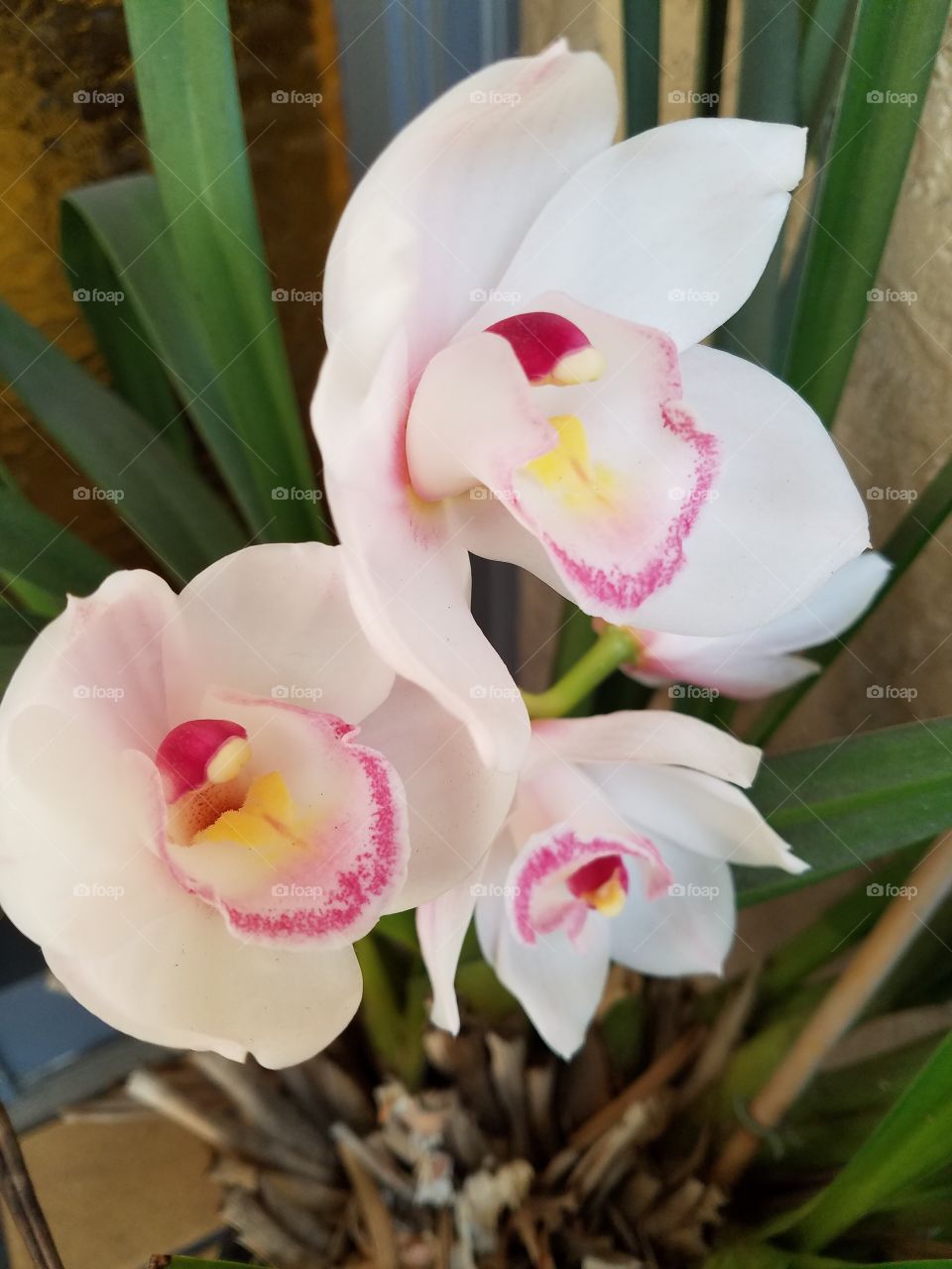 Freshly Bloomed Orchids