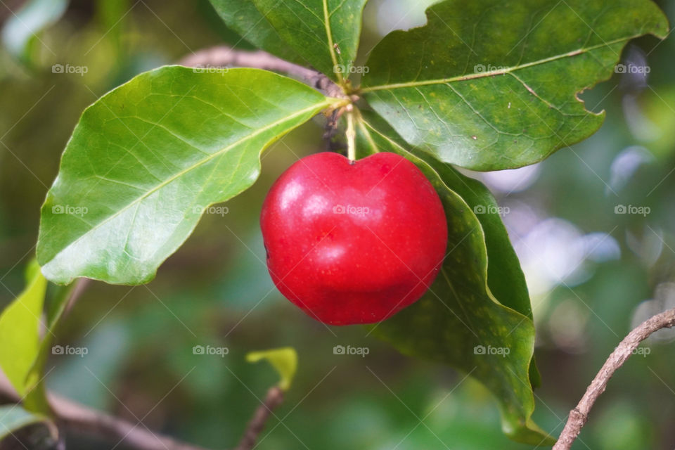 Acerola in the tree (Malpighia emarginata ). Acerola is a fruit rich in vitamin C, iron, calcium, phosphorus, anthocyanins and carotenoids.