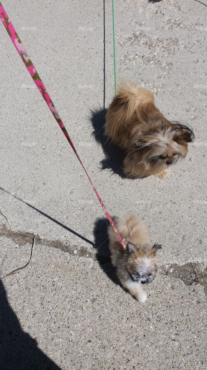 Shih Tzu Pomeranian mix