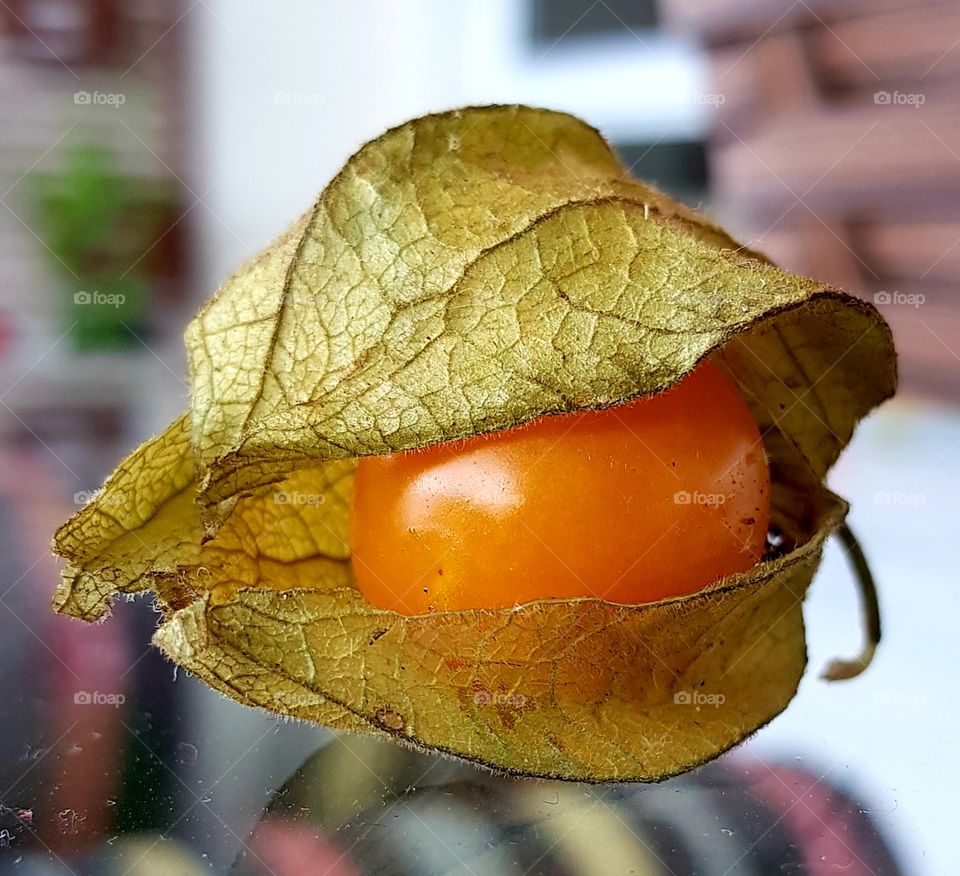 physalis - fruit from Amazonia
