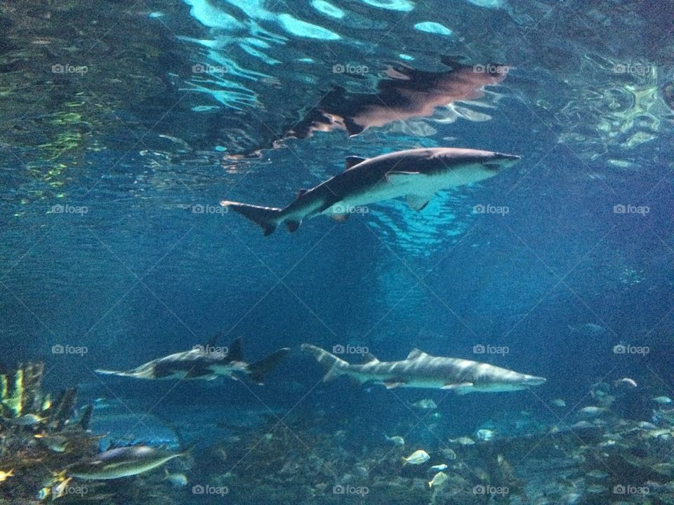 Sharks 