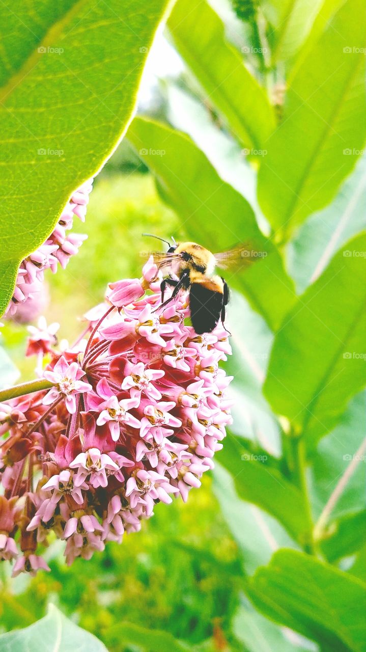 Beautiful bee collecting nectar to pollinate