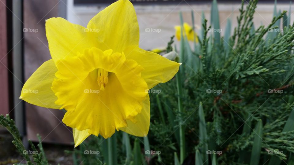 daffodil