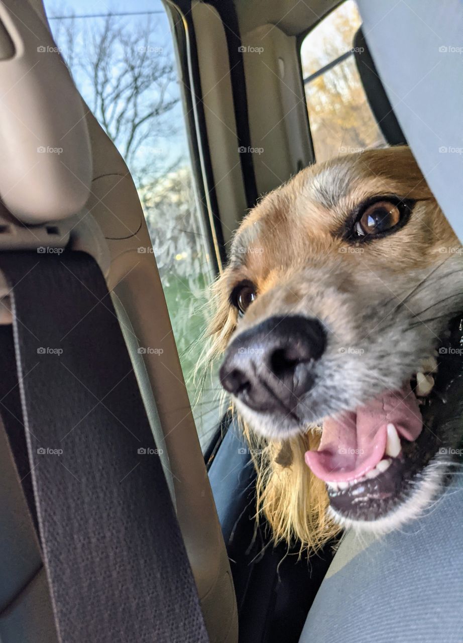 Going home from the dog park