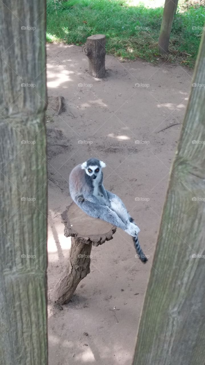 Lemur