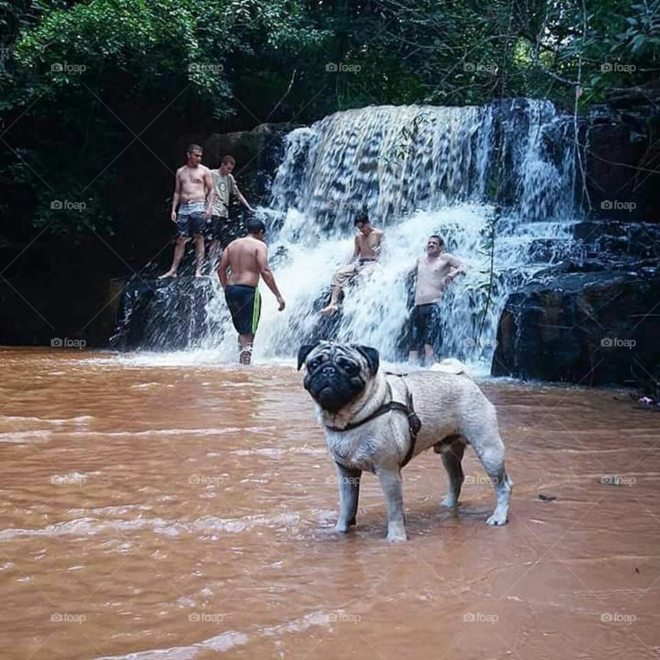 I don 't like waterfall bath dog.