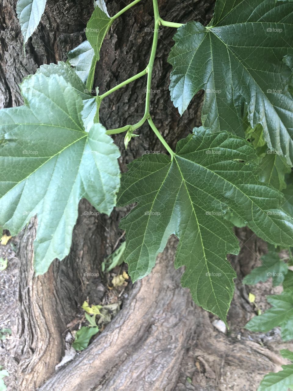 Ivy climbing up an old oak tree