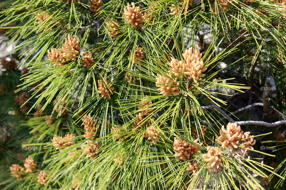 Young pitch pine