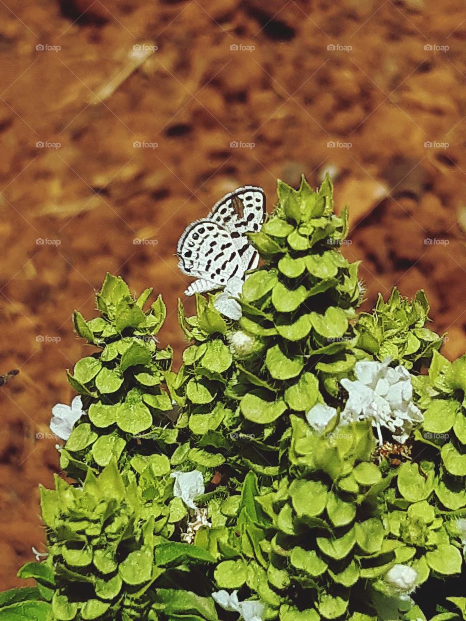 The white butterfly is a delicate insect with predominantly white wings, often featuring subtle gray or yellowish edges. Its size is medium to small, with a wingspan of about 4-5 cm. Some species have small dark spots or lines on their wings. Commonl