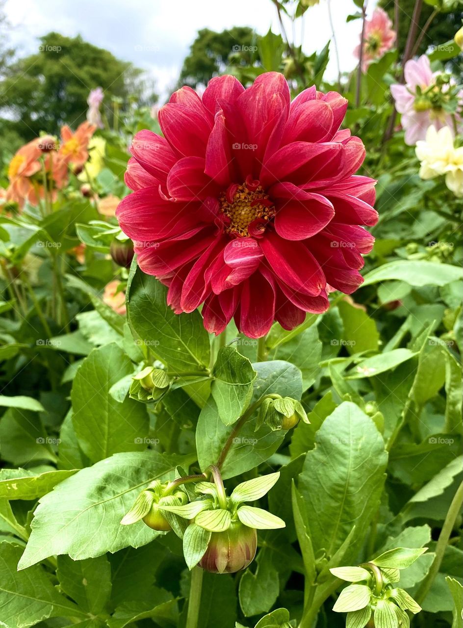 Red fluffy flower