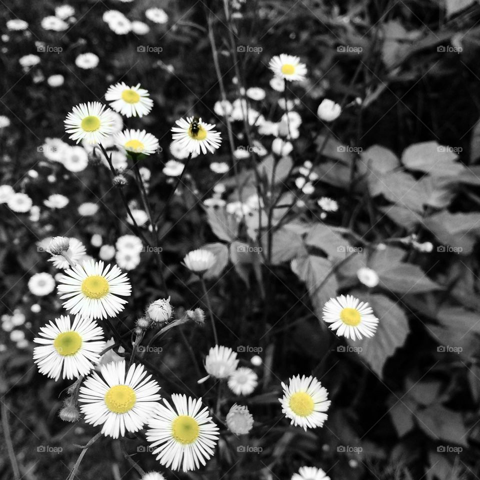 Daisies