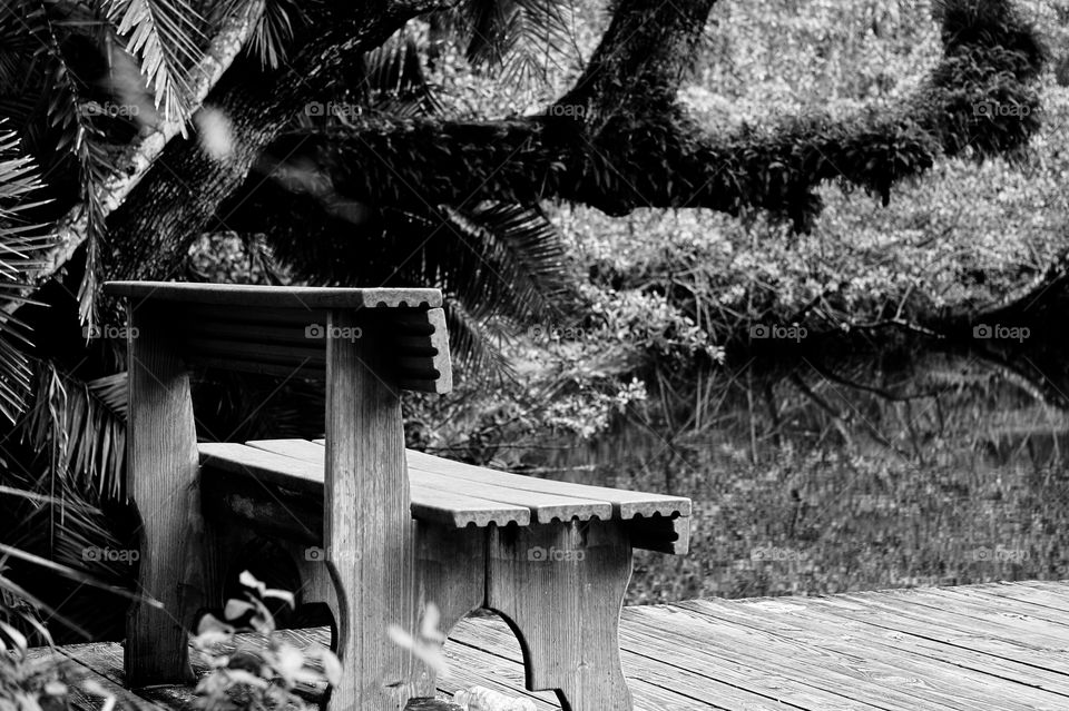 jungle bench b&w