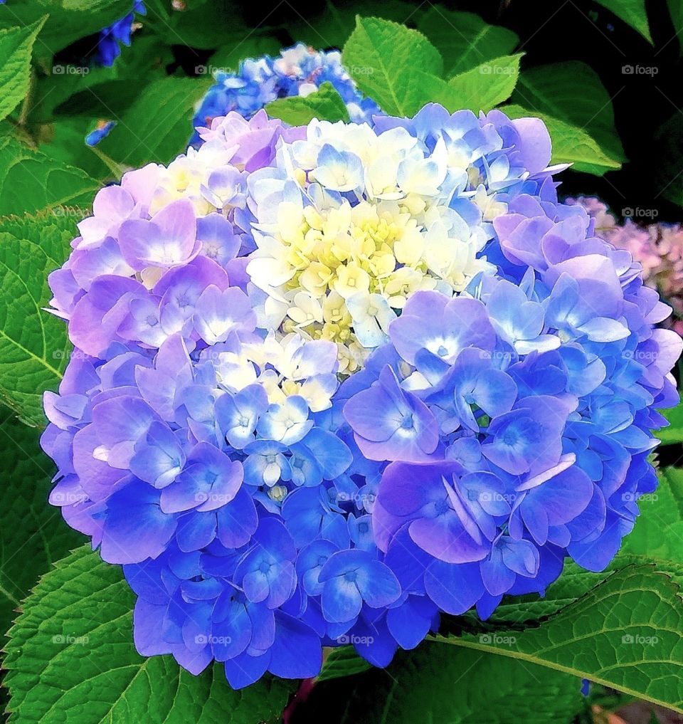 beautiful blue hydrangea