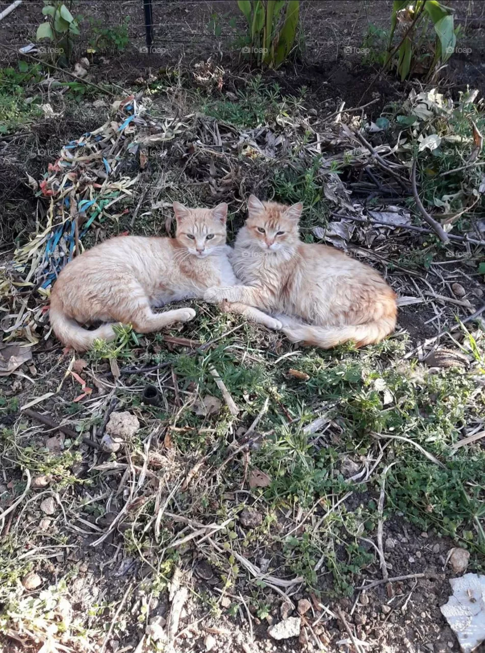 gatti