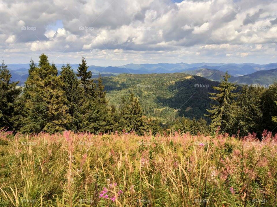 Природа пейзаж горы лес