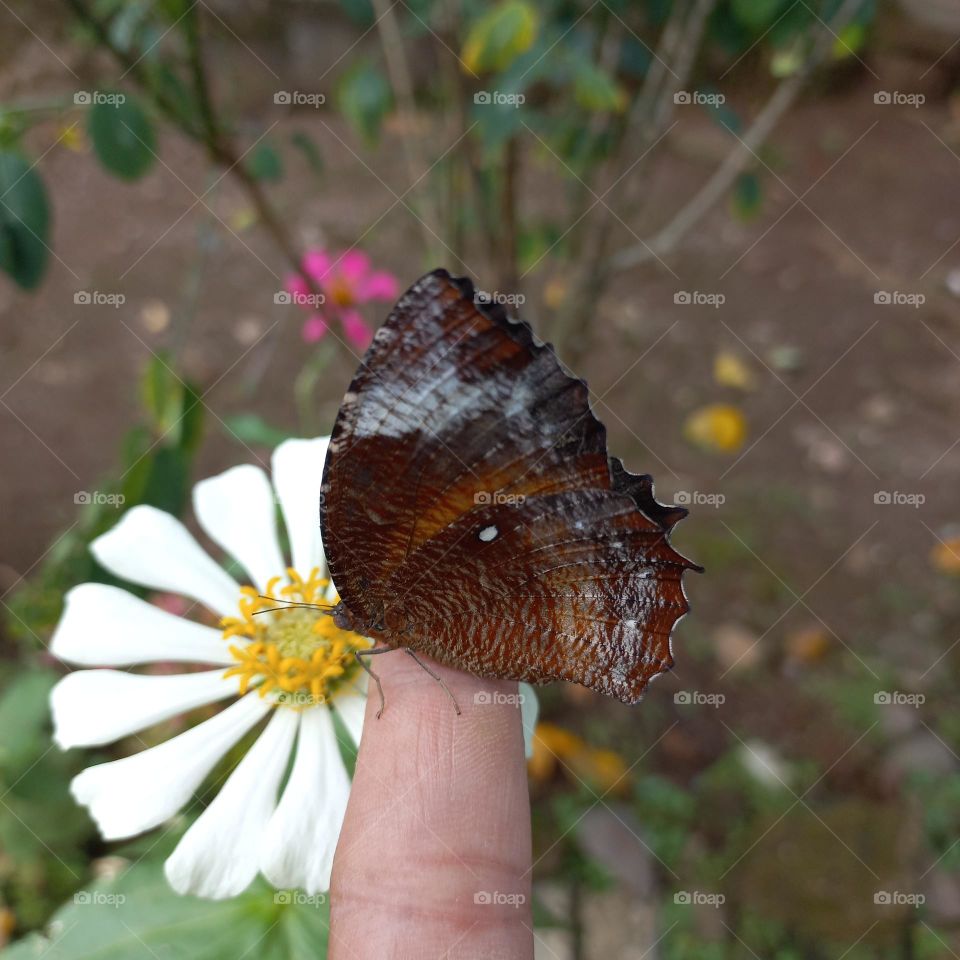 Beautiful flower hand and beautiful butterfly