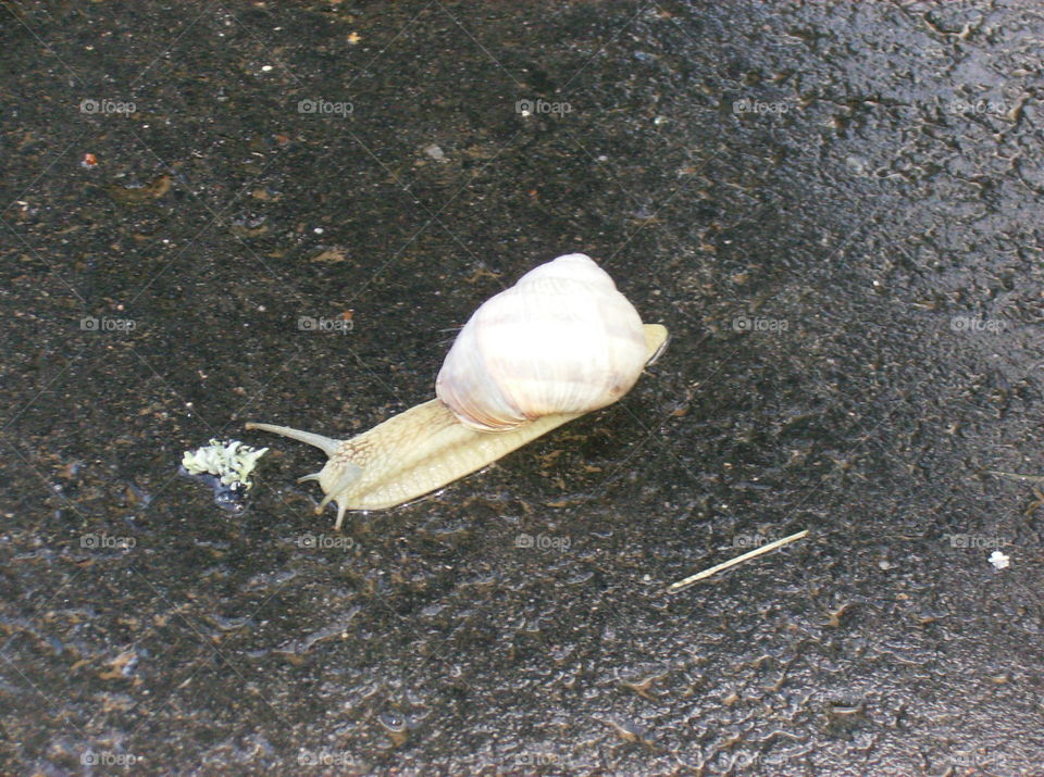 A big snail