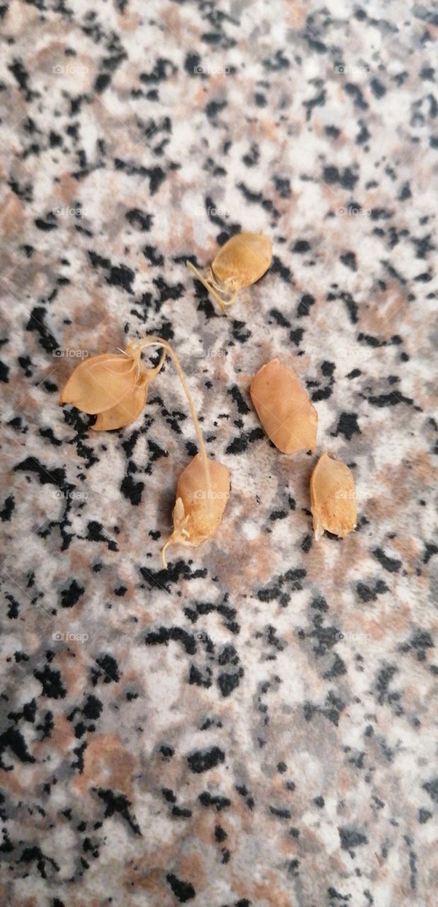 Baccelli delle lenticchie