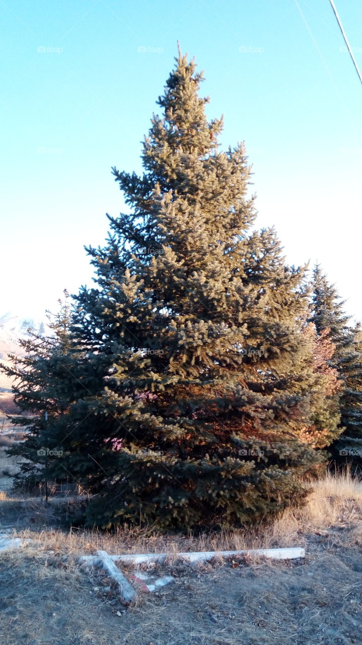conifer tree