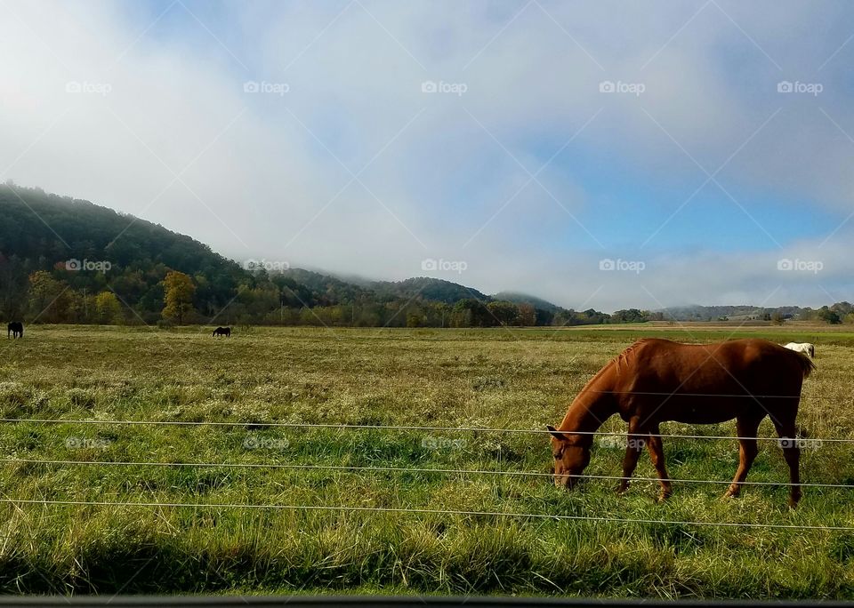 horse in a field