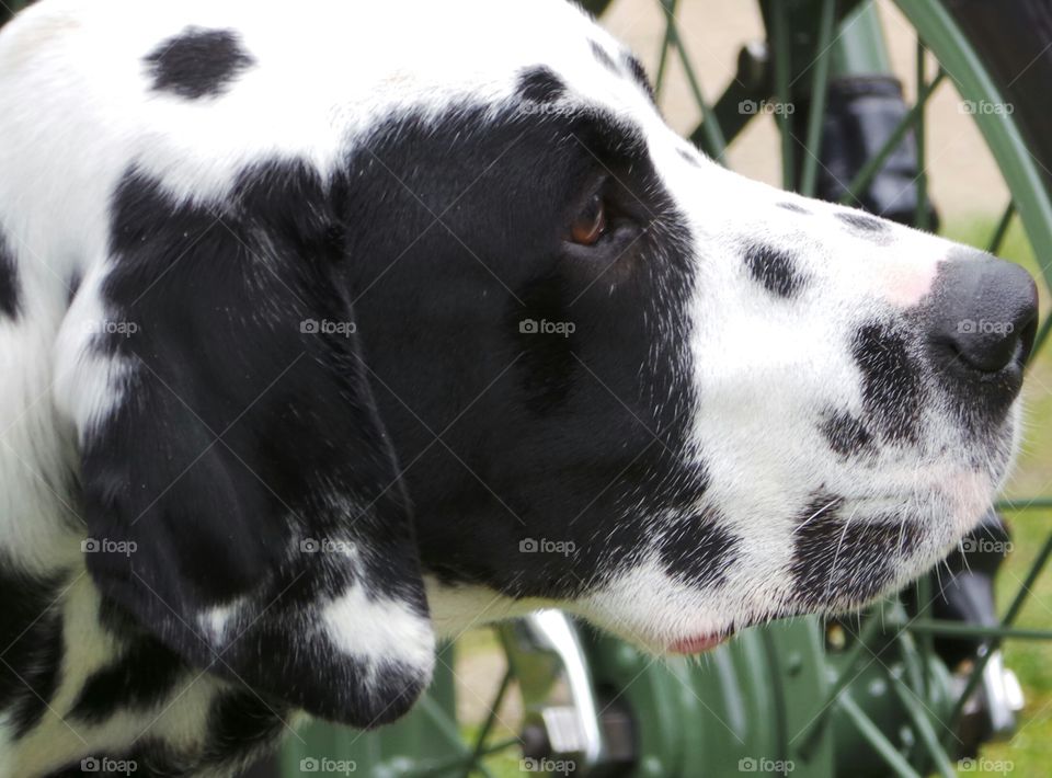 Dalmatian Dog