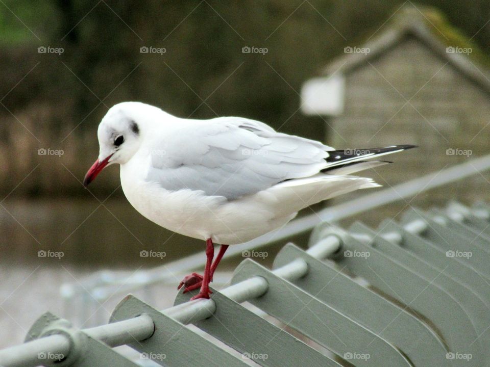 Black-headed gull