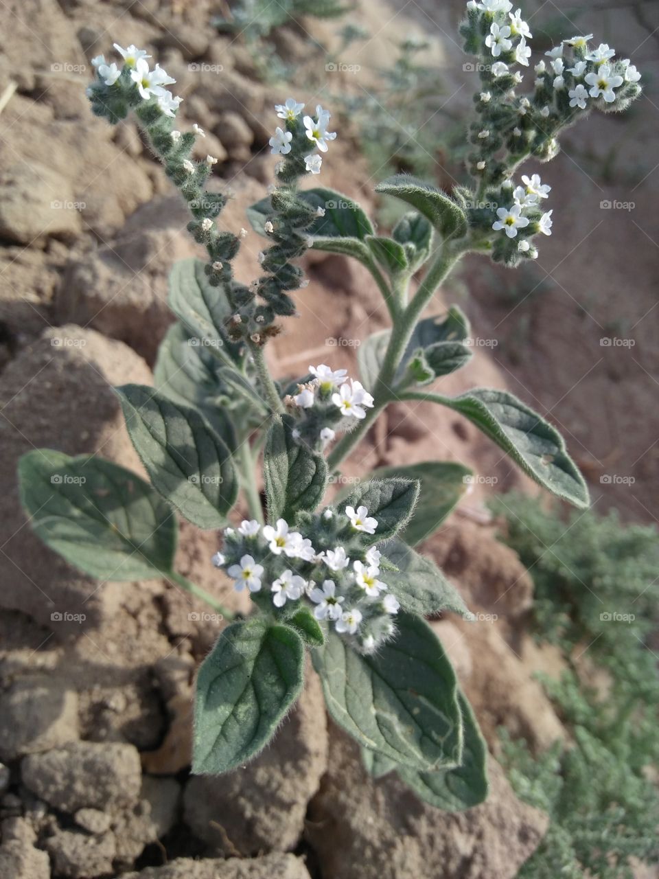 herbal plant