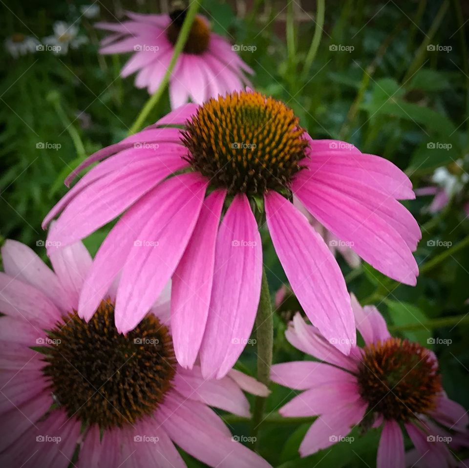 Cone flowers blooming in early evening 