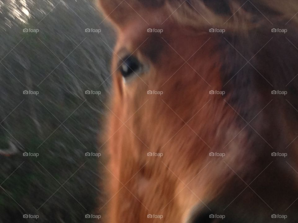 Close up of a horse