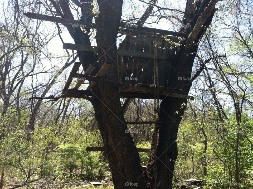 forrest outside treehouse by alyssah