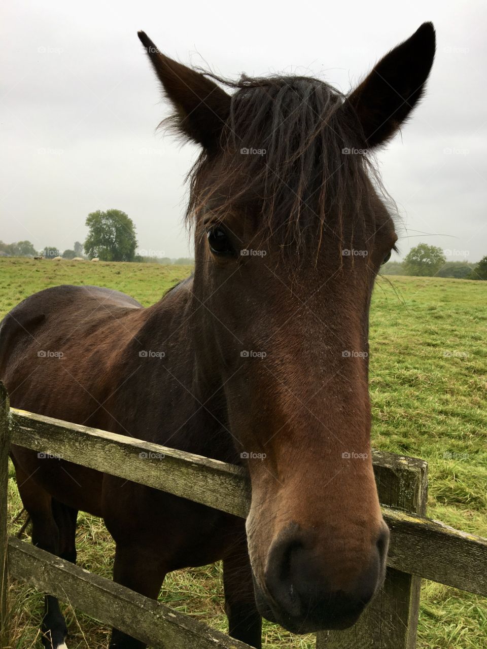 Horse looking at me in his field resting his head on the fence